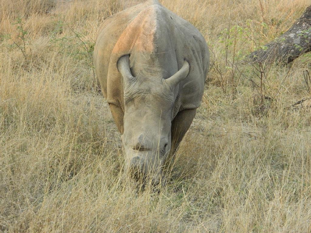 Suedafrika (294)